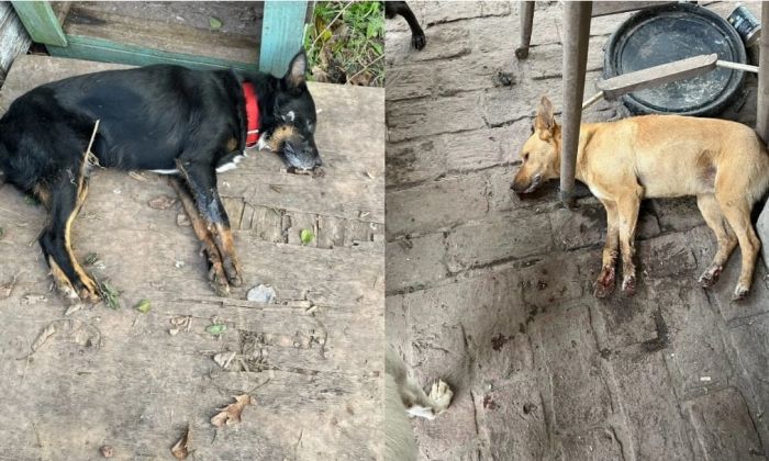 F. Varela – La Capilla: sin códigos, diez perros de un refugio fueron envenenados